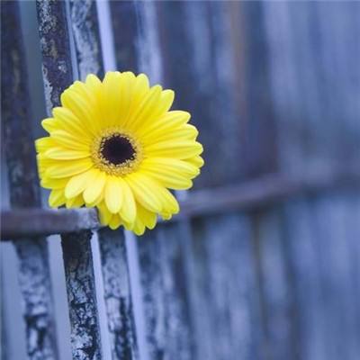 皇冠welcome下载截图